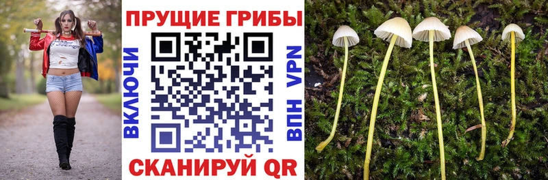 Галлюциногенные грибы Cubensis  кракен ссылки  Кола 