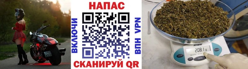 Конопля MAZAR  Кола 